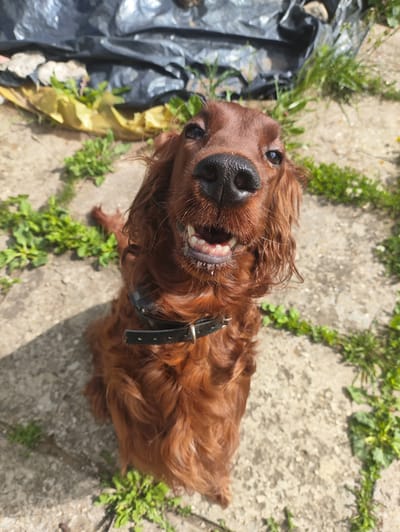 A medium shot captures a reddish-brown Irish Setter dog sitting on a concrete surface outdoors. The dog is facing directly towards the camera, with its mouth open, revealing its teeth and tongue, and appears to be panting or smiling. Green foliage and some scattered debris, including a black plastic sheet, are visible in the background, suggesting an outdoor, possibly unkempt, environment. The lighting indicates it is daytime, with sunlight casting shadows. There are no people or specific landmarks visible that would pinpoint a location within Khryashchevka, Russia.