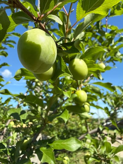 The image shows a close-up of a plum tree with unripe green plums and lush green leaves against a bright blue sky. The plums are round and smooth, some hanging in clusters, while others are solitary. The branches of the tree are visible, with a rough, textured bark. The background is softly blurred, showing more greenery and a hint of the landscape in the distance. The overall scene suggests a warm, sunny day in an orchard or garden. The image is sourced from Korobivka, Ukraine.