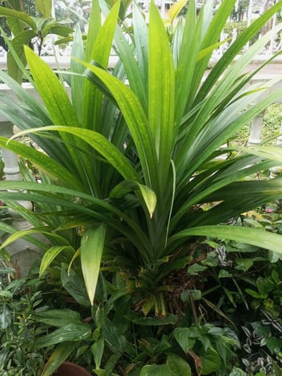 A lush pandan plant dominates the scene, characterized by its tall, slender, lance-shaped leaves that radiate from the base. The leaves are a vibrant green, with subtle yellowish hues and occasional spotting. The plant grows from a clustered base surrounded by other foliage, creating a dense and verdant setting. Behind the plant, a white railing and indistinct background elements suggest an outdoor environment, possibly a garden.
