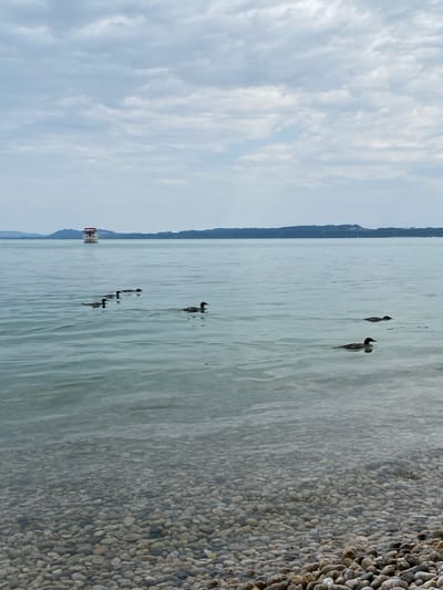 The image depicts a serene lake scene, possibly Lake Neuchâtel in Cortaillod, Switzerland. The foreground is a stony shoreline, with smooth, rounded pebbles visible both on the beach and submerged in the shallow, clear water. The water's surface is calm with gentle ripples, reflecting the overcast sky.

In the middle ground, a small group of ducks are swimming in formation. There are five ducks clearly visible, appearing to be diving or swimming close to the surface.

Further in the distance, a white boat with a red roof is cruising on the water. The background features a soft, hazy silhouette of rolling hills or mountains under a cloudy sky. The clouds are a mix of white and grey, suggesting an overcast day. The overall atmosphere is tranquil and natural. There are no people visible in the image.