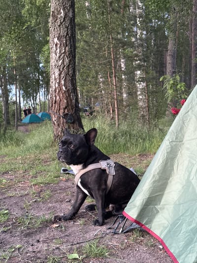 A black French Bulldog sits on a dirt path next to a light green tent in a wooded area. The dog is wearing a grey harness. In the background, several other tents are set up, and two people are visible standing near them. The trees are tall and mostly green. The scene appears to be a campsite. The location is identified as Bolshaya Izhora, Russia.