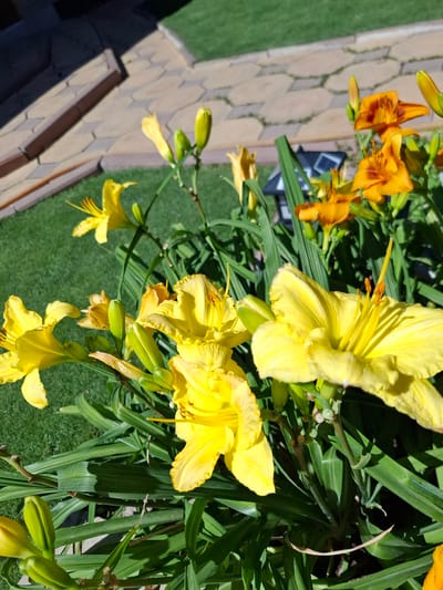 In Kara-Balta, Kyrgyzstan, a close-up shot captures a vibrant cluster of daylily flowers blooming under bright sunlight. The foreground is dominated by large, bright yellow daylilies, their petals unfurling to reveal delicate stamen. Behind them, a few orange daylilies add a contrasting splash of color. Lush green foliage surrounds the blossoms. In the background, a paved pathway made of hexagonal stones and a neatly manicured green lawn are visible, suggesting a garden or park setting. A set of stairs leading to a higher level is also present on the left side of the image. The overall scene is one of natural beauty and tranquil outdoor scenery.