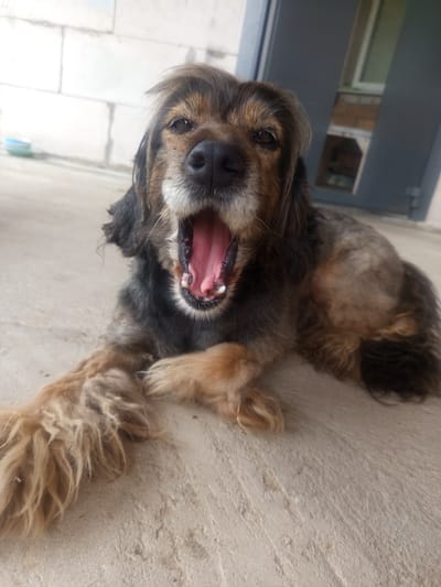 The image shows a medium-sized dog lying on a concrete surface. The dog is yawning, with its mouth wide open, revealing its tongue and teeth. It has dark brown and black fur on its body, with lighter brown fur on its legs and tail. The dog's fur appears somewhat shaggy, especially on its front legs. Its eyes are dark and appear alert.
In the background, there is a white brick wall on the left and a dark gray door with a window on the right. The door appears to be slightly ajar, revealing a glimpse of the interior. A light blue object, possibly a bowl, is visible on the ground near the wall. The overall setting appears to be outdoors, possibly on a patio or walkway. The lighting suggests it might be daytime, but the specific time of day and weather conditions are not discernible from the image. The dog's expression, with its wide yawn, could suggest tiredness or perhaps a relaxed state. There is no visible text in the image.