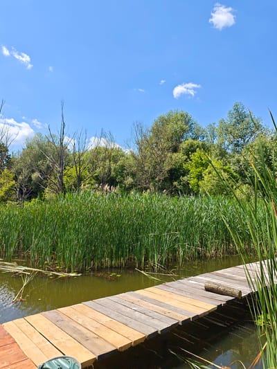 This is a vertical, eye-level, medium shot of a wooden dock extending into a marshy body of water. The dock is made of weathered planks, alternating between light brown and gray, and a small log rests on the right side of the dock. The water is a murky green, with tall, green reeds lining the far bank and protruding into the foreground on the right. Behind the reeds is a dense forest of lush green trees, with a few taller, bare trees interspersed among them. The sky above is a vibrant blue with a few scattered white clouds. The scene suggests a calm, natural setting. The time of day appears to be daytime, likely late morning or early afternoon, given the bright sunlight and clear sky. The location is identified as Horodyshche, Ukraine. There are no people or text visible in the image. The overall mood is serene and picturesque.