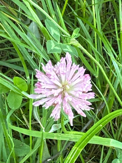 A close-up, eye-level, outdoor photograph captures a pink clover flower head surrounded by lush green grass and foliage. The clover, with its delicate, pointed petals radiating from a central core, is the primary subject, positioned slightly off-center to the right. The surrounding grass blades are varied in length and thickness, some appearing sharp and upright, others softer and bending. Small, heart-shaped clover leaves are visible interspersed within the taller grass. The overall impression is one of natural growth in an uncultivated setting, likely a meadow or a wild patch of land in the municipality of Le Brassus, Switzerland, given the context of its location. The lighting suggests it is daytime, with soft shadows indicating natural illumination rather than direct sunlight. There are no people or animals present in the frame.