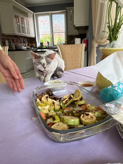 A Devonian Rex cat with blue eyes and white and grey fur is sitting on a table covered with a purple tablecloth in what appears to be a kitchen. The cat is looking towards the viewer. In front of the cat, there is a glass baking dish filled with roasted vegetables, including zucchini, eggplant, and carrots. A small bowl with orange sauce and a spoon are next to the dish. To the right of the dish, there is a yellow pitcher, a stack of tissues, and a blue patterned object. A person's hand is visible on the left side of the frame, reaching towards the cat or the food. The background shows kitchen cabinets, a window with blinds, and chairs. The scene appears to be indoors in a residential kitchen.