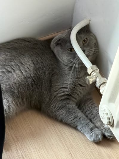 A gray cat with yellow eyes is lying on its side, looking up. The cat is partially obscured by white pipes and a white fixture, possibly a radiator. The cat is positioned on a light-colored wooden floor. The setting appears to be indoors, likely a home. The lighting is neutral, suggesting daytime. The cat's expression is calm and observant. There is no visible text in the image. The location is Turnhout, Belgium.