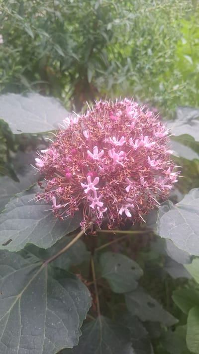 A close-up, vertical, eye-level shot showcases a cluster of small, light pink flowers, interspersed with dried brown remnants. The blooms are tightly packed, forming a spherical shape, with delicate petals and thin stamens. Surrounding the flowers are large, dark green leaves, some of which have visible veins. The background is a soft blur of green foliage, suggesting an outdoor, natural setting. The lighting is even, with no harsh shadows, indicating it might be overcast or the photograph was taken in shade. There are no people or animals visible in the image. The scene is static and appears to be a detail of a plant in a garden or park. The location of Yangi Abad, Uzbekistan, is not visually discernible from the image itself.