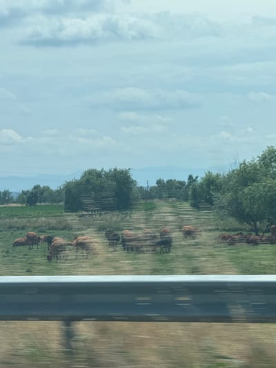 The image captures a herd of brown cattle grazing in a green field under a cloudy sky. The scene is characterized by horizontal motion blur, suggesting movement, possibly from a vehicle. In the foreground, a silver guardrail runs across the frame, further emphasizing the sense of motion. Beyond the field, a line of trees forms a dense green backdrop, with distant mountains faintly visible on the horizon. The overall impression is of a rural landscape viewed during a journey.