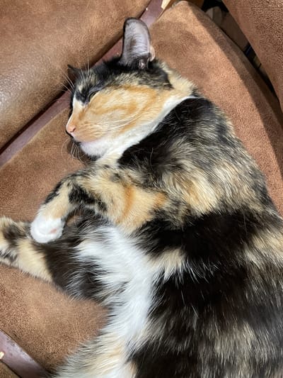 A calico cat is curled up and sleeping on a brown, textured surface, possibly a couch or chair. The cat's fur is a mix of black, orange, and white patches. Its eyes are closed, and its head is resting on its paws. The lighting in the image is dim, casting shadows and highlighting the cat's fur. No specific location in Kirovo-Chepetsk, Russia is identifiable from the image.