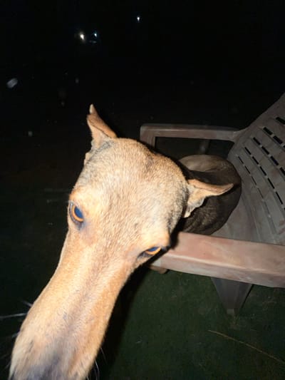 The image primarily features the head of a deer-like animal in the foreground, captured in a close-up, oblique perspective. This animal, likely a chital or similar species, has light brown fur and large, reflective eyes that glow with a distinct blue-orange hue, characteristic of nocturnal vision illuminated by a camera flash. Its long snout and pointed ears are clearly visible, with its gaze directed intently towards the camera.
In the midground, to the right, a light-colored plastic chair is partially visible, suggesting an outdoor setting. Beneath and behind the chair, another dark-furred animal, possibly a dog or another deer, is partially obscured, with only a portion of its back and head discernible.
The scene takes place at night, evident from the dark, almost black background that covers most of the left side of the frame. The immediate ground appears dark, with a few faint glints that might be dew or small reflections. The artificial light from the flash brightly illuminates the animals and the chair, contrasting sharply with the deep shadows. There are no visible signs of specific weather conditions, and no text is present in the image. The overall impression is one of a chance encounter with wildlife in a semi-urban or rural outdoor environment at night in Hale Bandi Harlapura, India, with the animal showing curiosity or being startled by the flash.