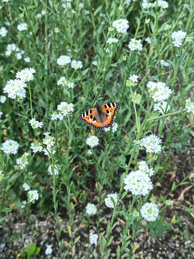 A butterfly with orange, black, and white wings rests on a small white flower in a field of similar flowers and green foliage. The ground is covered with dark soil and small pebbles. The scene is set in the city of Rezh, Russia.