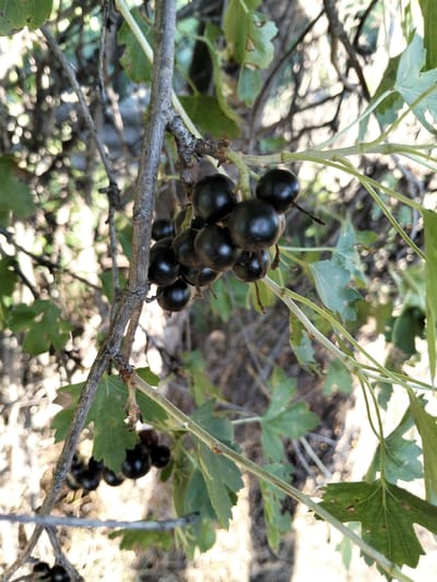 This media file features a close-up shot of a branch laden with ripe black currants. The berries are dark, round, and clustered together, some still attached to thin stems. The branch itself is rough and gray, with a few green leaves scattered around, some showing signs of wear or discoloration. In the background, other branches and foliage are visible, creating a blurred, dappled effect with light filtering through. The overall setting appears to be outdoors, likely in a natural environment given the presence of the bush and leaves. The lighting suggests it could be daytime, possibly late afternoon or early morning, due to the soft light and shadows. No people, text, or specific events are depicted. The focus is solely on the fruit-bearing branch. The image captures the essence of a berry bush in its natural state, highlighting the texture and appearance of the currants and their environment. The location context provided is Congaz, Moldova, which implies this could be a common sight in rural or garden settings within that region during the currant harvesting season.
