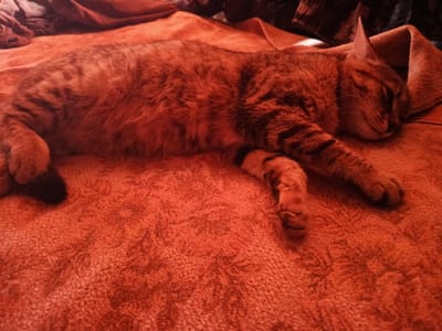 A ginger tabby cat is sleeping peacefully on a vibrant orange, textured blanket. The cat is lying on its side, with its head tucked down and its eyes closed. Its fur has distinct tabby markings, with stripes of darker ginger and black. The blanket appears to be soft and plush, with a visible woven pattern. The lighting in the image is warm and slightly reddish, possibly due to artificial light or the color of the blanket itself. The background shows other folded blankets or fabric in muted tones, and the overall scene suggests a cozy indoor environment. The location of this scene is a residence in Novo-Fyodorovskoye, Russia.