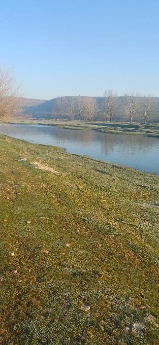 The image displays a panoramic outdoor scene located in Rakevo, Bulgaria, under a clear, light blue sky. A calm body of water, likely a river or canal, traverses the mid-ground from left to right, reflecting the sky and distant elements. The immediate foreground and left bank consist of a gently sloping expanse of green and brown grass, extensively covered with a visible layer of white frost. Scattered light-colored pebbles and patches of dry, brown vegetation are present on the frosted ground. Near the water's edge on the left bank, a concentration of light-colored, granular material, consistent with gravel or small stones, is observed. The opposing bank of the water is lined with a row of numerous bare deciduous trees, stripped of foliage, indicative of winter or early spring conditions. Beyond these trees, a range of rolling hills or elevated terrain extends into the background, also featuring sparse deciduous tree cover. No individuals, animals, or active subjects are present within the frame.