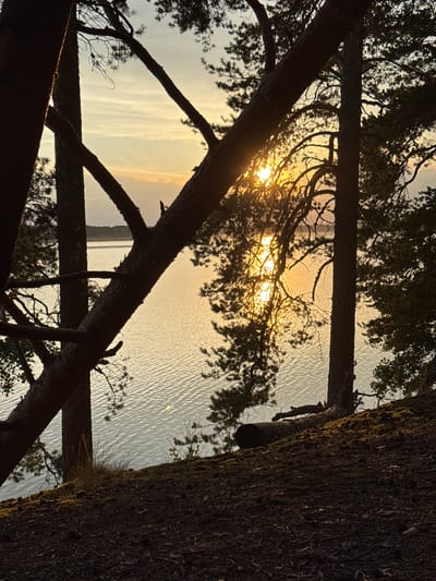 The image depicts a serene sunset scene over a body of water, likely a lake or river, as viewed from a wooded area. The foreground is dominated by the dark silhouettes of pine trees and their branches, which frame the view of the water and the sky. The sun, a bright orb of light, is partially obscured by the trees, casting a warm, golden glow across the rippling surface of the water and through the leaves. The sky is a pale blue with streaks of orange and yellow, indicating the progression of sunset. The ground in the foreground is covered with fallen pine needles, small branches, and patches of moss. A fallen log rests on the embankment in the middle ground. The overall impression is one of natural tranquility and the peaceful beauty of twilight. The location is the city of Kutuzovskoe, Russia.
