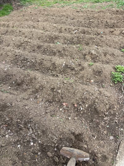 The scene depicts an outdoor agricultural plot located in Lehvaz, Armenia. The ground is composed primarily of dark brown, loose, tilled soil, meticulously arranged into approximately six parallel rows or furrows that extend from the foreground towards the background. Sparse green vegetation, consisting of small plants and weeds, is intermittently scattered throughout the tilled area and more densely present along the upper background and right edge of the frame. In the bottom right corner, a portion of a shovel is visible, its metallic head appearing weathered with some rust, partially resting on the soil with its wooden handle extending out of the frame. No individuals are present. The environment suggests recent manual labor associated with gardening or crop preparation under natural daylight conditions.
