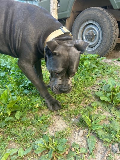 An uncropped, medium-angle, eye-level outdoor shot shows a dark gray Cane Corso breed dog with a tan collar sniffing at the ground in a yard. The dog's head is low, and its front paws are on the soil and grass. The dog's ears are folded back, and its eyes are partially visible with a reddish hue. Behind the dog, on the right side of the frame, is the tire and wheel well of a dark green vehicle, likely a truck or SUV. The ground is covered with dirt, sparse grass, and weeds. The background is blurred, but suggests trees and possibly a fence or building. The scene appears to be in a rural or semi-rural setting, potentially in Velykyi Trostianets, Ukraine, given the context of the prompt. The lighting suggests it is daytime, with shadows indicating sunlight.