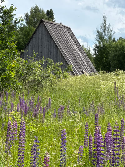 This is a vertical, medium-shot photograph of a rustic, wooden structure with a steeply pitched, weathered roof, nestled among lush green foliage and a field of vibrant purple lupine flowers. The structure, appearing to be a shed or small barn, is constructed from vertical wooden planks that are gray and show signs of age. The roof is also made of dark, possibly slate or wood, shingles.
The foreground is dominated by a dense field of tall green grasses interspersed with numerous tall spikes of purple lupine flowers. A few smaller white wildflowers are also visible within the green vegetation. To the left and behind the flowers, the foliage of trees and bushes forms a dense green backdrop for the structure. The sky above is partly cloudy with white and gray clouds against a pale blue sky.
The image does not contain any people or animals. The scene is set in a natural, overgrown environment, suggesting a rural or semi-rural location. The wooden structure appears to be in a state of disrepair, with some planks missing or damaged, and the roof showing wear. The overall impression is one of a quiet, somewhat neglected, but picturesque natural setting with a rustic man-made element.