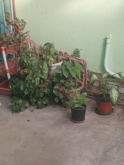 The image depicts an outdoor scene, likely a patio or courtyard, with several potted plants arranged against a light green wall. The plants are varied in size and type, with lush green foliage. Some are in terracotta pots, while others are in dark plastic containers. In the background, a white pipe runs vertically along the wall, and there's a hint of a window or screen on the left side of the frame. The ground is a concrete surface, appearing somewhat worn and dusty, with a few scattered dry leaves. The lighting suggests it is daytime, possibly overcast or late afternoon, with soft shadows. There are no people visible in the image. This scene is consistent with a domestic setting in a residential area. Given the context of Witzenberg Local Municipality, South Africa, this location could be a garden or outdoor living space in a town such as Ceres or Tulbagh.