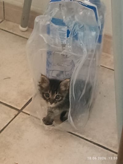 An extremely fluffy, young tabby kitten with wide, green eyes peers out from inside a clear plastic bag. The kitten is positioned towards the bottom left of the frame, with its head and upper body visible. The plastic bag is crinkled and appears to be part of a larger, possibly empty, container with blue and white labeling visible inside. The kitten's fur is a mix of grey, black, and brown. The background consists of beige tiled flooring with dark grout lines. A thin metal or plastic pole, likely part of furniture, is visible on the left side of the image, and a sliver of what appears to be a wooden surface is on the far right. The timestamp "28.06.2026 13:53" is visible in the bottom right corner of the image. The scene is indoors, on the floor. No specific location in the city of Strovolos, Cyprus can be determined from the visual information alone.