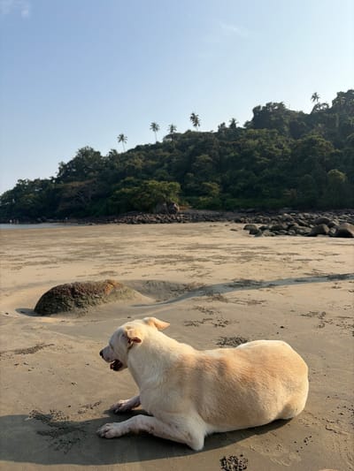 A light-colored dog stands on a sandy beach near a forested area. The dog faces downward, seemingly investigating the sand. To the left, lush green trees cover a hillside, dotted with palm trees. The sky is a clear, pale blue. The beach sand has varying shades, indicating wet and dry areas, and the presence of natural features. The overall scene depicts a serene coastal environment.