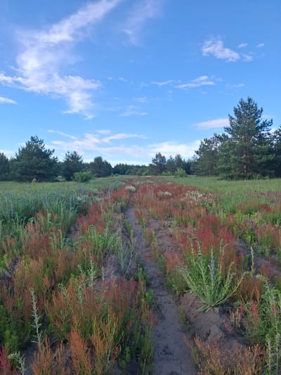 The image depicts a field in Елец-Маланино, Russia. The foreground shows a dirt path flanked by vegetation, predominantly reddish-brown plants mixed with green grass and some blue and white wildflowers. A line of trees forms a backdrop. The sky, partially visible, is blue with scattered white clouds. The scene appears natural and undisturbed.