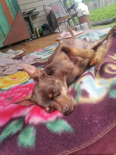 A small, brown dog is lying on its back on a colorful blanket, which is spread on a wooden floor. The dog's eyes are closed, and its paws are resting on its chest. The blanket has a floral pattern with pink, yellow, and green flowers. In the background, there is a wooden structure with a green door, some shelves with various items, and a fence. The environment appears to be outdoors, possibly a porch or a patio, in the city of Novopokrovka, Russia.