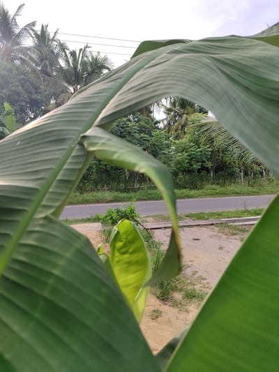 This is a medium-shot, eye-level, vertical photograph taken outdoors in Lancokpanteara, Indonesia. The foreground is dominated by large, green banana leaves that partially obscure the view of the scene behind them. The leaves are textured with prominent veins and appear to be curving inwards, creating a natural frame.

Through the opening formed by the leaves, a rural road is visible, stretching horizontally across the mid-ground. The road is paved and appears to be in good condition. On either side of the road, there is lush green vegetation, including grass and trees. In the background, several palm trees, likely coconut palms given the location, are visible reaching towards the sky. The sky above is bright and overcast, suggesting it might be late morning or early afternoon, with diffused light.

The setting is clearly tropical, with the presence of banana and coconut trees being strong indicators. The ground in the foreground and beside the road is sandy or dusty, with patches of grass. There are no people or obvious objects like vehicles or buildings visible in the scene. The overall impression is one of natural, everyday scenery in a rural Indonesian environment. The lighting and the lush greenery suggest a humid, warm day.
