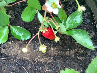 A single ripe red strawberry hangs from a green vine amongst wet, green leaves and white flowers in a garden bed. The soil is dark and moist, with some scattered leaf debris and a visible wooden border on the right side of the frame. The image appears to be taken from a top-down perspective, focusing on the strawberry plant. The location in Nikul'skoye, Russia, is not visually evident from the image itself.