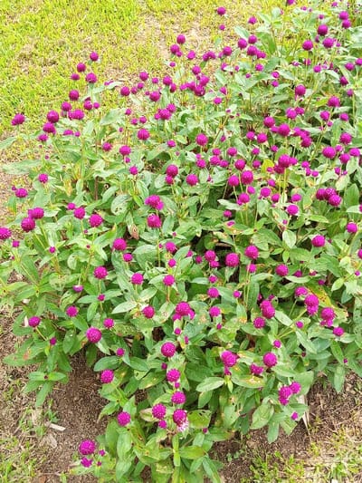 A vibrant patch of Globe Amaranth flowers thrives with bright magenta, round blossoms scattered amidst green foliage. Their spherical shape adds a unique texture to the plants, contrasting with the leaves. Some leaves are noticeably affected by insect damage. The scene is set against a backdrop of grass and soil.