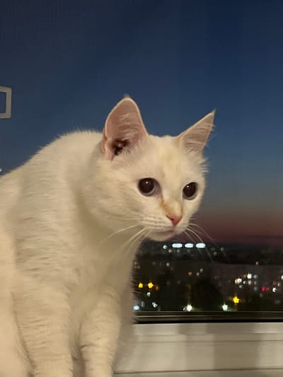 A close-up, medium-shot photograph features a white cat with dark eyes sitting near a window with a blurred city view at dusk. The cat's fur is fluffy, and its ears are pointed upwards. The background shows a gradient of blue and pink sky, transitioning into a dark cityscape with numerous out-of-focus lights. The scene appears to be indoors, with a white ledge in the foreground and a textured blue wall behind the cat. The image does not contain enough information to determine the specific location in Vysokaya Gora, Russia.