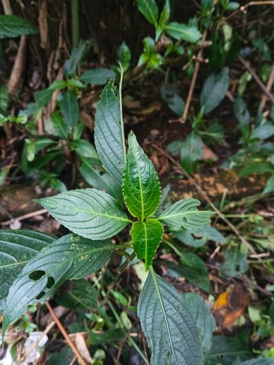 A plant with vibrant green, textured leaves stands prominently in the foreground, surrounded by other greenery. The leaves exhibit distinct veins and some show signs of being eaten. Debris and plant matter litter the background. The lighting highlights the fresh leaves, creating a contrast with the darker, blurred backdrop.