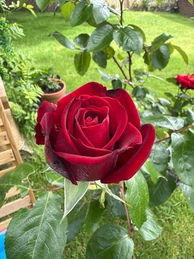 A close-up, eye-level shot shows a vibrant red rose in bloom, its petals unfurling in intricate layers. The rose is the primary subject, positioned slightly off-center to the left, with its dark crimson hue contrasting against the lush green background. The rose appears to be part of a garden, evidenced by the surrounding foliage, which includes green leaves and stems. In the background, a patch of neatly mown green grass stretches out, suggesting an outdoor setting, likely a garden or park. To the left of the rose, a section of a light-colored wooden structure, possibly a bench or fence, is visible. The lighting suggests it's daytime, with natural light illuminating the scene. The image does not contain any people. The location is identified as New Forest, United Kingdom.