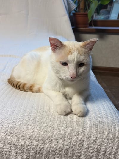 A fluffy white cat with light brown markings is lying on a textured, light-colored surface, possibly a blanket or couch. The cat is looking to the left with its head slightly tilted. Its eyes are dark, and its nose is pink. Its front paws are tucked in front of its chest, and its tail is curled around its body, showing distinct brown rings. The background is softly blurred, with hints of a wooden furniture piece and greenery, suggesting an indoor setting. The lighting appears to be natural, casting a gentle shadow on the surface where the cat is resting. The overall mood is relaxed and peaceful.