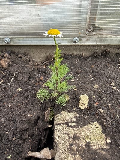 This is a close-up, top-down, eye-level shot of a small chamomile flower growing in soil next to a corrugated plastic structure. The flower has a yellow center and white petals, with one petal bent downwards. A tiny insect is visible on the flower. The plant has feathery green leaves and is growing out of dark, rich soil. To the left of the soil, there is a rough, light-colored concrete block with some patches of moss or lichen. A piece of crumpled, light-brown plastic is also visible in the soil on the left. The corrugated plastic structure on the right is translucent and appears to be part of a greenhouse or similar structure, held in place by screws. The lighting suggests it is daytime, and the presence of a small plant growing in a crevice indicates an outdoor setting, possibly a garden or a crack in a paved area. The image is oriented vertically.