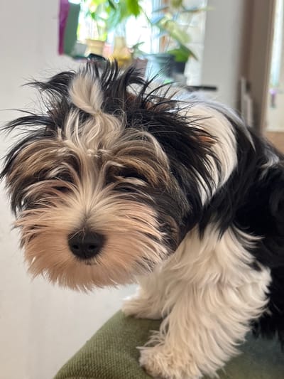 A close-up, eye-level shot shows a young Biewer Terrier puppy with black, white, and tan fur. The puppy's fur is slightly disheveled, with some strands of hair sticking up from its head. Its face is mostly obscured by its fur, but its dark nose and large, dark eyes are visible. The puppy is sitting on a green, textured surface, likely upholstery. The background is out of focus, but suggests an indoor setting with natural light filtering in from a window, illuminating some green foliage. The location in Радваніцкі сельскі Савет, Belarus is not discernible from the image itself.