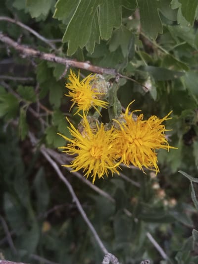 The image is a close-up photograph of a cluster of yellow, thistle-like flowers in bloom. The flowers are characterized by their spiky, feathery petals and are positioned centrally within the frame. They are attached to thin, woody stems, and surrounded by blurred green foliage and darker branches. The lighting appears natural, suggesting an outdoor setting. The overall impression is one of a natural, perhaps wild, plant in its environment. The location is the city of Ақадыр, Kazakhstan.