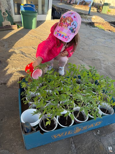 A young girl in a pink jacket and Paw Patrol cap is watering tomato plants in pots inside a blue Wild Saad box outdoors. The setting appears to be Dabnik, Bulgaria. The girl is kneeling on a paved surface, holding a red watering can. A green bucket and other gardening items are visible in the background.