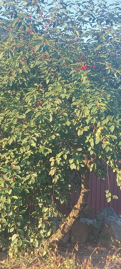 This is a vertical, natural light photograph of a tree with numerous red berries and green leaves. The tree's trunk is visible in the mid-right of the frame, appearing gnarled and textured, with sunlight dappling its surface. Behind the tree, a corrugated metal wall, likely part of a building, is visible in shades of reddish-brown. To the far right, a rocky outcrop and dry brush suggest an outdoor setting. The sky, visible through the leaves on the left side, is a clear, pale blue, indicating a bright day. The berries are small and round, scattered throughout the foliage. The overall impression is one of a bountiful harvest, with the sunlight casting a warm glow on the scene. There is no visible text in the image. The time of day appears to be late afternoon or early morning, given the angle of the sunlight. The location is suggested to be Shepetivka, Ukraine, by the prompt. No people are visible.