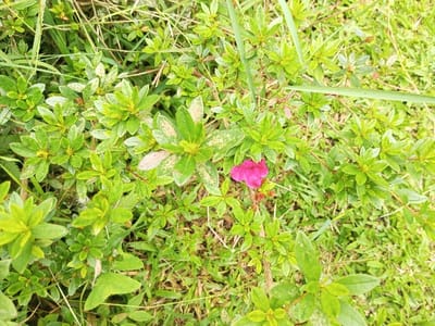 A vibrant pink azalea flower punctuates a sea of green foliage. Small, round leaves densely cover low-lying shrubs intermixed with blades of grass. Some leaves show mottled discoloration. The overall scene suggests a natural, possibly overgrown, garden setting.