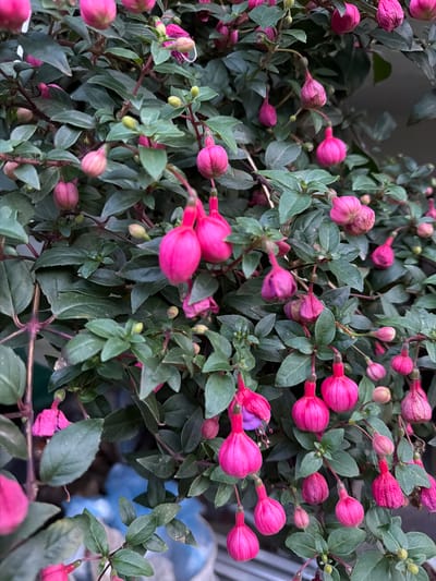 A close-up, vertical, eye-level shot captures a fuchsia plant laden with numerous pink and deep pink flowers and buds. The blossoms are pendant, resembling delicate lanterns or ballerinas, with some fully open, showcasing their intricate structures, while others remain tightly closed buds. The plant's foliage is a dense array of dark green leaves, providing a lush backdrop to the vibrant flowers. The overall impression is one of abundant growth and blooming beauty. The setting is outdoors, with hints of a blurred, light-colored background, possibly suggesting an urban or garden environment, though specific features of Creußen, Germany are not identifiable within this image.