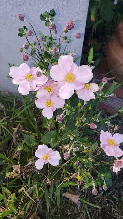 The image displays a close-up view of a cluster of light pink flowers and buds, identified as Anemones, growing in an outdoor garden environment in the city of Partido de Quilmes, Argentina. The central focus includes approximately seven fully open flowers, each exhibiting five to six pale pink petals and a bright yellow stamen cluster at its center. One small, dark insect is visible on a petal of the upper-leftmost open flower. Numerous unopened buds are present on slender stalks; some are round and yellowish-green, while others are elongated and purplish-pink. Dark green, lobed foliage associated with the flowering plants is visible, interspersed with green grass and some dry, brown vegetation at the base of the scene. To the left, a segment of a light grey concrete or stucco wall is present. On the right side, a reddish-brown, possibly terracotta, pot or container is partially visible in the upper background, with darker, indistinct elements below it. The scene is illuminated by natural daylight.