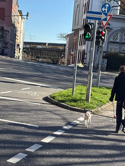 The image depicts an urban street scene in Aachen, Germany, specifically in the vicinity of Jülicher Straße, facing a railway bridge over the Wurm river. The scene is observed on a clear, sunny day, indicated by strong shadows cast on the asphalt pavement.
In the foreground, a single individual, seen from behind, wears a dark jacket and dark trousers. They are walking towards the left, holding a black leash attached to a small, light-colored dog with brown markings, which is walking ahead of them. The road surface features white dashed lines and a white bicycle symbol, indicating a designated cycle path. A small, triangular grassy median is present at the corner where the person and dog are walking.
To the right, a multi-post traffic signal array is visible. One signal displays a green light for pedestrian and bicycle traffic, while an adjacent signal shows a red light, presumably for vehicular traffic. Attached to the signal poles are several German road signs: a blue rectangular sign indicating "Einbahnstraße" (one-way street) with a right-pointing arrow, a circular blue sign depicting arrows for "straight or left turn permitted," and a red inverted triangle "Yield" sign. A tall, rectangular white sign is partially visible on the far left.
Multi-story buildings flank the street. The building on the left exhibits graffiti. In the mid-ground, a dark-colored metal railway bridge spans horizontally across the scene. A yellow and dark-colored train is observed on the bridge, traversing from left to right. Overhead catenary wires are visible above the railway tracks. Bare trees are discernible in the background.