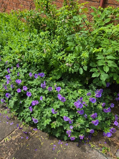 The image captures an outdoor scene dominated by lush green foliage and vibrant purple flowers, positioned beside a brick wall and a concrete path.
On the right side, a substantial cluster of plants features distinctively lobed, medium-green leaves and numerous bright purple flowers, each typically having five petals. Many of these flowers are in full bloom, and some detached petals are scattered on the adjacent concrete surface, along with winged seeds. This plant strongly resembles a hardy geranium.
To the left of the flowering geraniums, a different plant type is visible, characterized by smaller, more elongated, lighter green leaves, forming a dense, shrub-like growth. Interspersed within this lighter green foliage are delicate, small pale pink or whitish flowers with slender petals. Further to the upper left and center, another plant with larger, darker green, possibly compound leaves, grows amongst the other vegetation.
A reddish-brown brick wall runs along the far left edge of the frame, indicating a structural boundary. A grey concrete path or pavement occupies the right side of the image, bordering the flowering plants. The surface of this path shows signs of wear and is marked by fallen purple petals and numerous small, green winged seeds.
The scene is brightly illuminated, suggesting it is daytime. There are no people or animals visible, and no text is present in the image. The overall impression is of a thriving garden or natural area under clear, bright conditions.