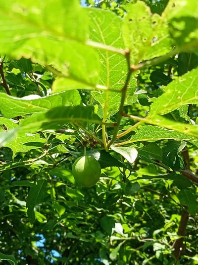 This media file is a close-up photograph of a young green plum hanging from a tree branch, surrounded by lush green leaves. The plum is small and round, with a smooth skin that is slightly illuminated by sunlight, creating a subtle sheen. The leaves are a vibrant green, with visible veins and some appearing slightly tattered or eaten, suggesting insect activity. The foliage creates a dense canopy, with dappled sunlight filtering through, creating highlights and shadows. In the background, out of focus, glimpses of blue sky can be seen, hinting at a bright, possibly sunny day. The image appears to have been taken outdoors, likely in a garden or orchard, given the presence of a fruit-bearing tree. The focus is on the natural details of the fruit and foliage, conveying a sense of nature and growth. There is no visible text in the image. The context provided suggests the location is Stavchyntsi, Ukraine, which implies a temperate climate and likely a time of year when plums are developing, such as late spring or early summer. The overall mood is serene and natural, highlighting the simple beauty of a developing fruit on its tree.