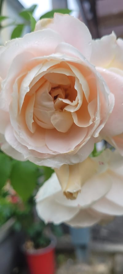The image displays a close-up, vertical shot of a pale pink rose with water droplets on its petals. The rose is in full bloom, with layers of delicate petals unfurling towards the center. The background is blurred, showing hints of green foliage and what appears to be a red pot in the lower left corner. The lighting suggests an outdoor setting, possibly a garden or balcony. The scene is static, with no action or interaction taking place. The location within Dietzenbach, Germany, is not discernible from the visual information provided in the image.