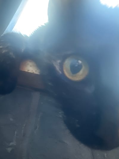 A close-up, high-angle shot captures a black cat's eye in the city of Ozerki, Russia. The cat's eye is a striking yellow-green, with a dark pupil. The image is slightly out of focus, creating a soft, ethereal quality. The background is a blur of dark blues and grays, with a bright white light source visible in the upper left corner, possibly a window or the sun. The texture of the cat's fur is visible around the eye, appearing soft and dense.