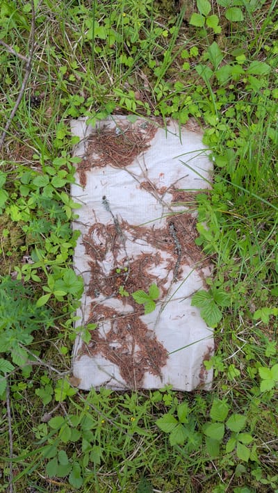 The image shows a rectangular piece of white material, possibly tarp or cloth, lying flat on the ground in a wooded area. It is partially covered with pine needles and twigs. The material is surrounded by green grass, small plants with clover-like leaves, and some larger-leafed plants. The ground beneath and around the material appears to be natural forest floor with some moss and fallen leaves. There are no people or animals visible in the image. The scene depicts an object placed outdoors in a natural setting, suggesting it may have been used for protection, covering, or as part of a ground cover. The specific location in Trofors, Norway, is not discernible from the visual information provided in the image alone.