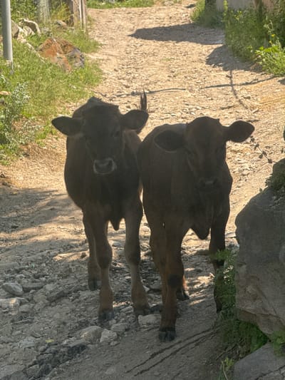 Two dark brown calves stand facing forward on a gravelly dirt road in Bjni, Armenia. The calf on the left is slightly closer to the viewer, while the calf on the right is positioned behind and to the right of the first. Both calves have their ears perked up. The road is lined with dry grass and rocks on either side, and dappled sunlight falls on the ground, creating shadows. In the background, more greenery and rocks are visible, suggesting a rural or semi-rural setting. The overall impression is one of a simple, natural environment.